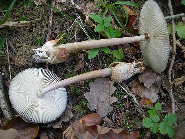 Amanita  battarrae  (Boud.)  Bon